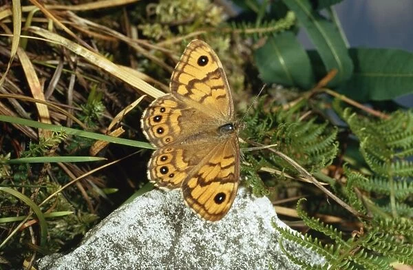 Wall Brown Butterfly - on Stone