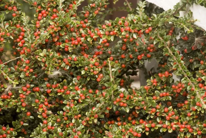 Framed Print : Wall cotoneaster in fruit Framed Print : Wall cotoneaster in fruit