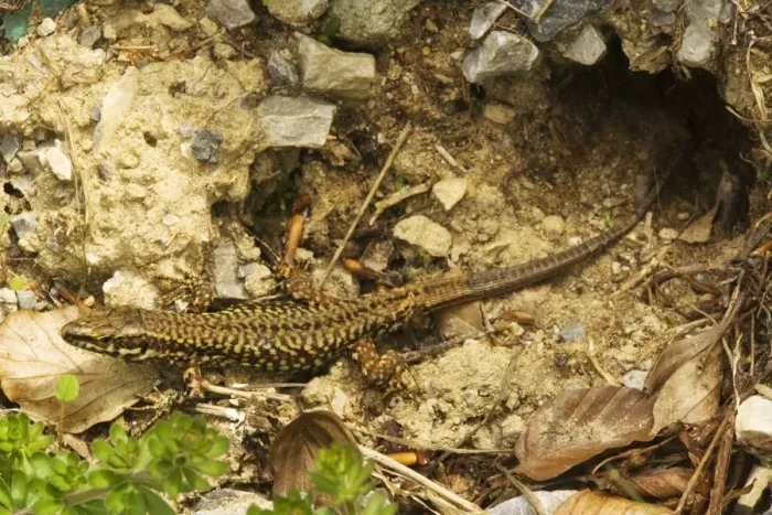 Framed Print : Wall Lizard - north italian form, emerging cautiously from burrow Framed Print : Wall Lizard - north italian form, emerging cautiously from burrow