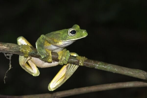 Wallace's Flying Frog Borneo