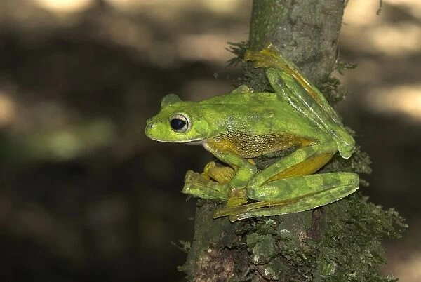 Wallace's Flying Frog Borneo