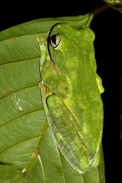A Wallace's Flying Frog hides in a leaf in undergrowth of primary rainforest of river Danum valley conservation area, Sabah, Borneo, Malaysia; night in June. Ma39. 3391