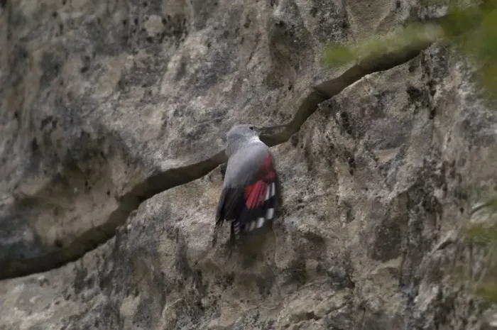 Framed Print : Wallcreeper - female Winter. Spanish Pyrenees, February Framed Print : Wallcreeper - female Winter. Spanish Pyrenees, February