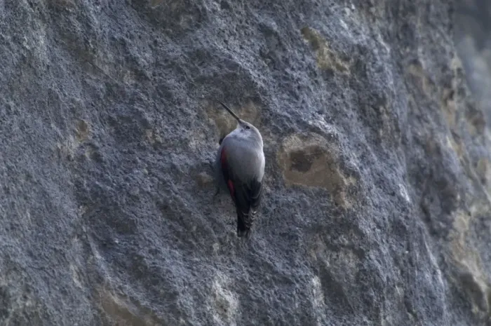 Framed Print : Wallcreeper - female Winter. Spanish Pyrenees, February Framed Print : Wallcreeper - female Winter. Spanish Pyrenees, February
