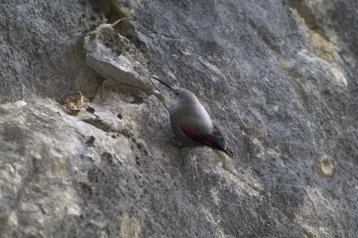 Framed Print : Wallcreeper - female Winter. Spanish Pyrenees, February Framed Print : Wallcreeper - female Winter. Spanish Pyrenees, February