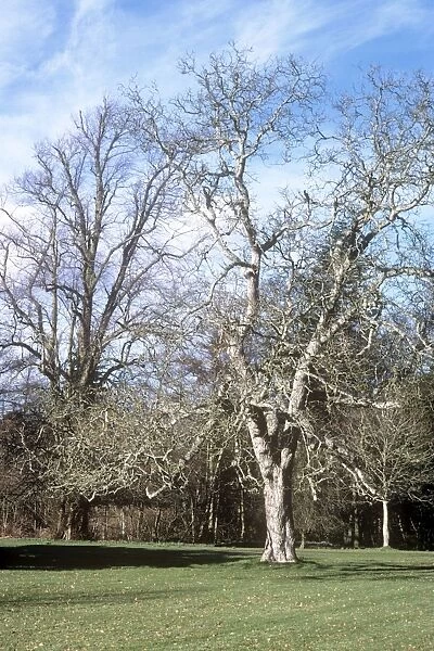 Walnut. APP-4801. WALNUT tree - winter phase. Juglans regia. Allen Paterson.
