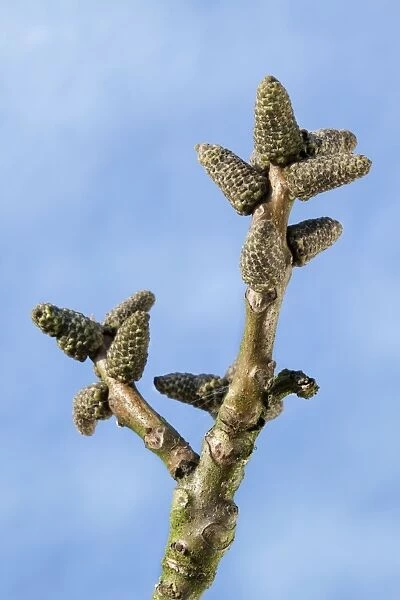Walnut Tree - bud in spring