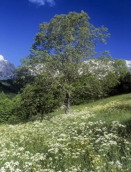 Walnut Tree - flowery field - Chateau Bernard - Vercors Mountains - France