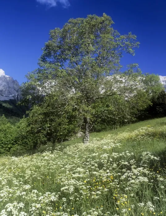 Framed Print : Walnut Tree - flowery field - Chateau Bernard - Vercors Mountains - France Framed Print : Walnut Tree - flowery field - Chateau Bernard - Vercors Mountains - France