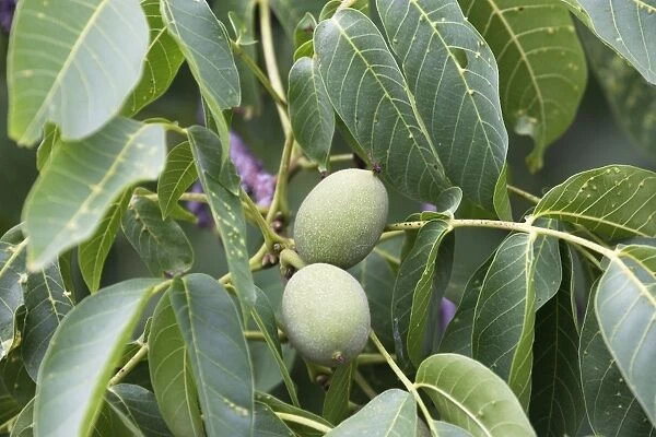 Walnut tree - fruit