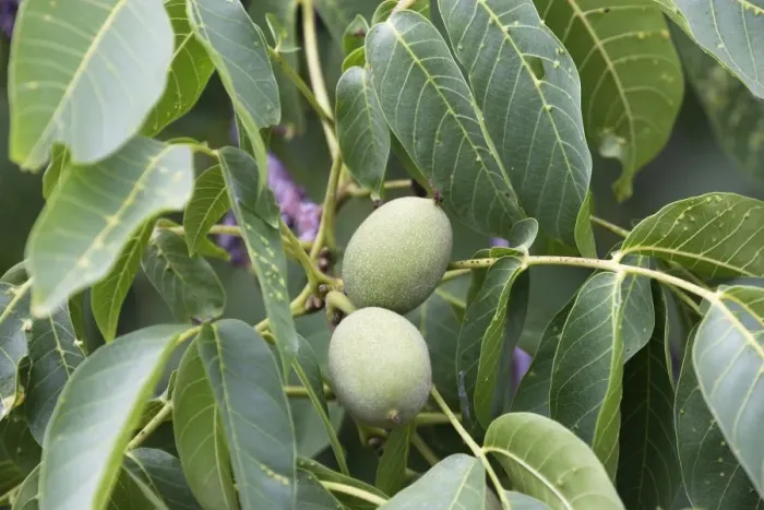Framed Print : Walnut tree - fruit Framed Print : Walnut tree - fruit