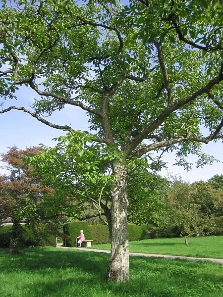 Walnut Tree - In garden, UK