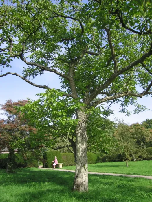 Framed Print : Walnut Tree - In garden, UK Framed Print : Walnut Tree - In garden, UK