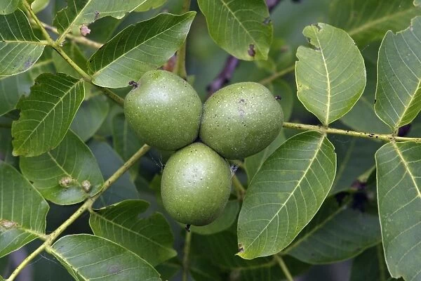 Walnut Tree - leaves and ripening fruits or nuts, Hessen, Germany