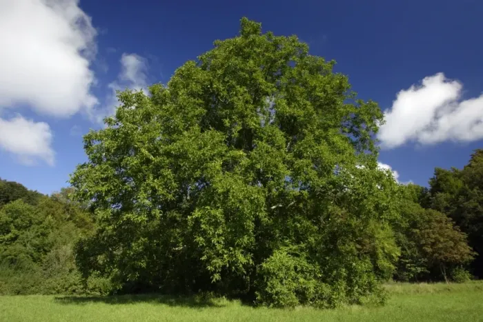 Framed Print : Walnut Tree - standing on country roadside, Hessen, Germany