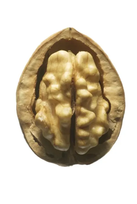 Framed Print : Walnuts In shell Framed Print : Walnuts In shell