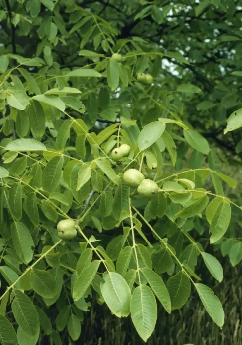 Framed Print : Walnuts on Walnut Tree Framed Print : Walnuts on Walnut Tree