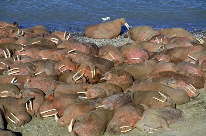 Framed Print : Walrus - Arakamchechen Island - Northern Bearing Sea Framed Print : Walrus - Arakamchechen Island - Northern Bearing Sea