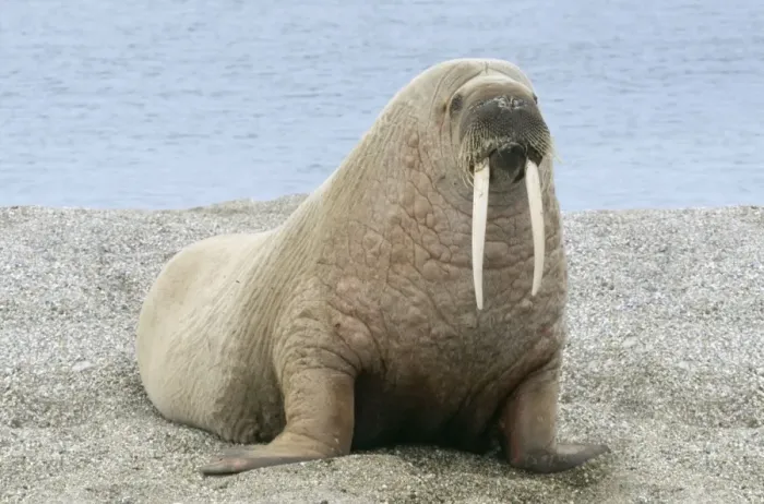 Framed Print : Walrus - On beach Svalbad, Spitzbergen