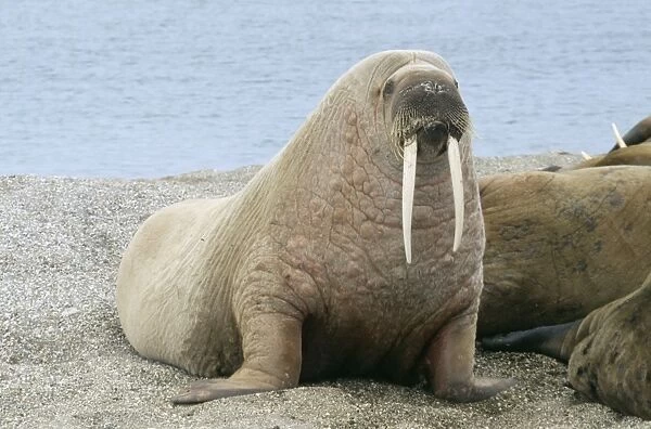 Walrus - On beach Svalbad, Spitzbergen