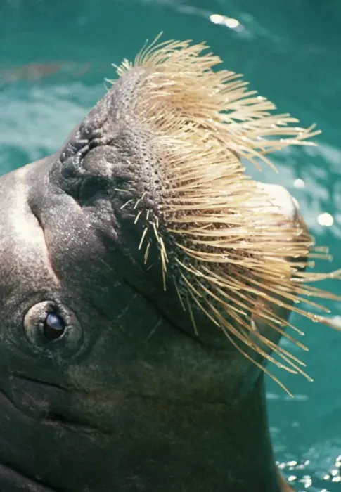 Framed Print : Walrus - close-up of whiskers Framed Print : Walrus - close-up of whiskers