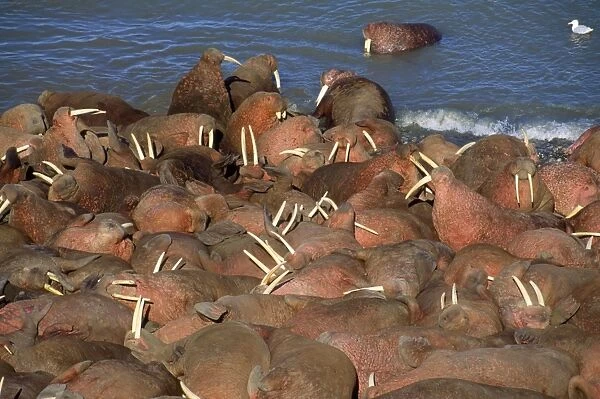 Walrus - colony - Arakamchechen Island - Northern Bearing Sea