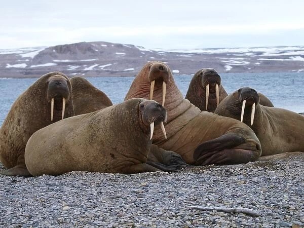 Walrus - group. Svalbard - Norway