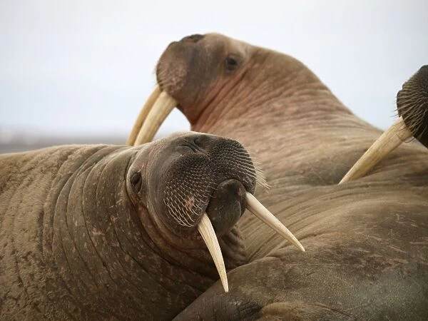 Walrus - group. Svalbard - Norway