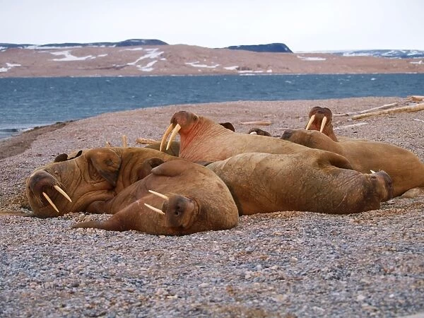 Walrus - group - Svalbard, Norway