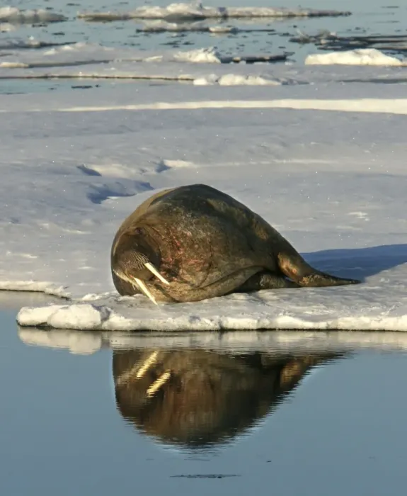 Framed Print : Walrus male resting on ice. North spitzberg. Svalbard Norge Framed Print : Walrus male resting on ice. North spitzberg. Svalbard Norge