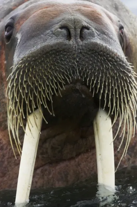 Framed Print : Walrus - Male in sea - Svalbard (Spitsbergen) - Norway MA001772 Framed Print : Walrus - Male in sea - Svalbard (Spitsbergen) - Norway MA001772