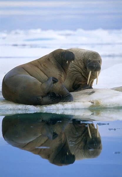 Walrus - pair on ice flow Svalbard Spitzbergen