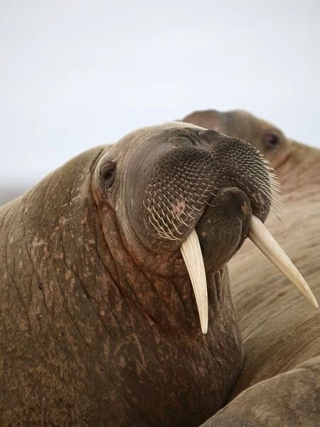 Walrus. Svalbard - Norway