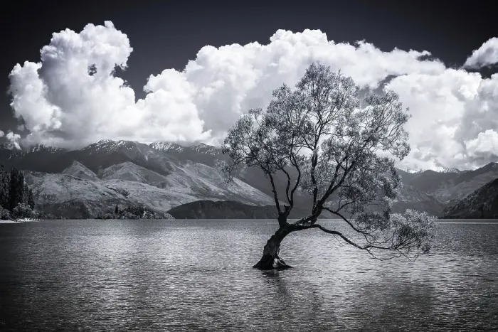 Framed Print : The Wanaka tree, Lake Wanaka, Otago, South Island, New Zealand Date: 01-07-2021 Framed Print : The Wanaka tree, Lake Wanaka, Otago, South Island, New Zealand Date: 01-07-2021