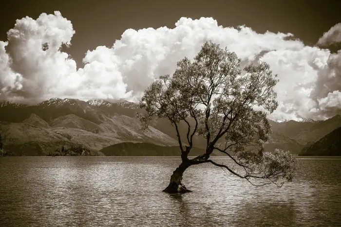 Framed Print : The Wanaka tree, Lake Wanaka, Otago, South Island, New Zealand Date: 01-07-2021 Framed Print : The Wanaka tree, Lake Wanaka, Otago, South Island, New Zealand Date: 01-07-2021