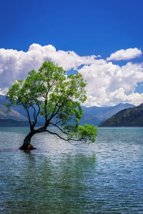 Framed Print : The Wanaka tree, Lake Wanaka, Otago, South Island, New Zealand Date: 01-07-2021 Framed Print : The Wanaka tree, Lake Wanaka, Otago, South Island, New Zealand Date: 01-07-2021