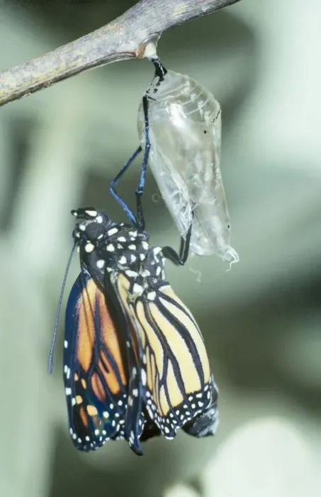 Framed Print : Wanderer Butterfly - Emerged from crysalis. Part of sequence Framed Print : Wanderer Butterfly - Emerged from crysalis. Part of sequence