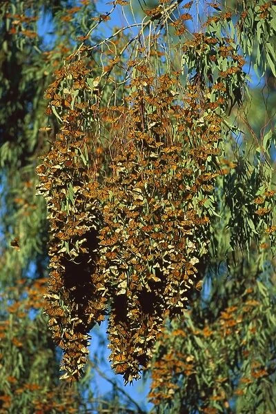 Wanderer  /  Monarch Butterfly - massed during winter migration, Santa Cruz, California, USA JPF30566