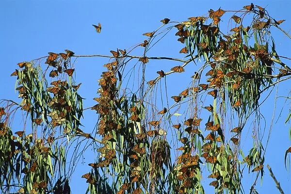 Wanderer  /  Monarch Butterfly - Winter migration, California, USA JPF30589