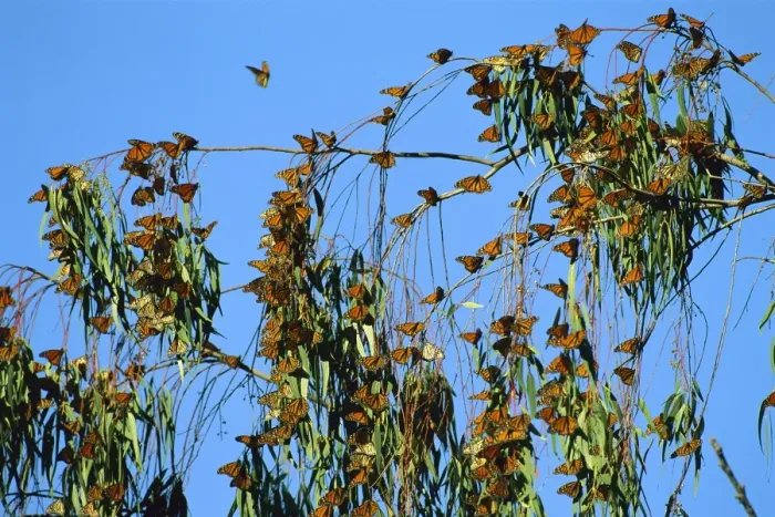 Framed Print : Wanderer / Monarch Butterfly - Winter migration, California, USA JPF30589 Framed Print : Wanderer / Monarch Butterfly - Winter migration, California, USA JPF30589