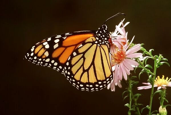 Wanderer  /  Monarch  /  Milkweed Butterfly