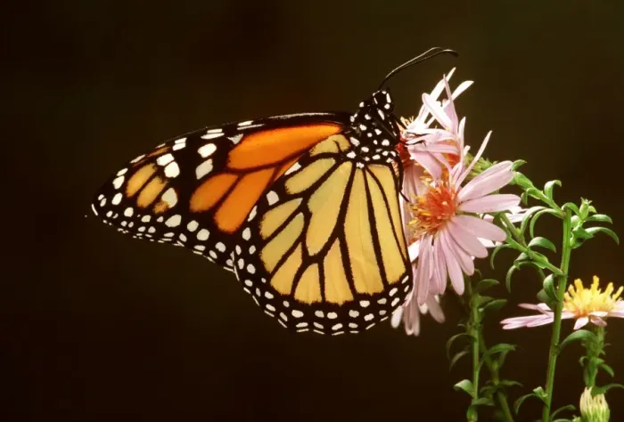 Framed Print : Wanderer / Monarch / Milkweed Butterfly Framed Print : Wanderer / Monarch / Milkweed Butterfly