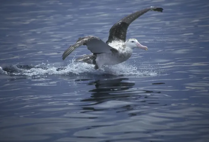 Framed Print : Wandering Albatros - Sub-adult landing on water