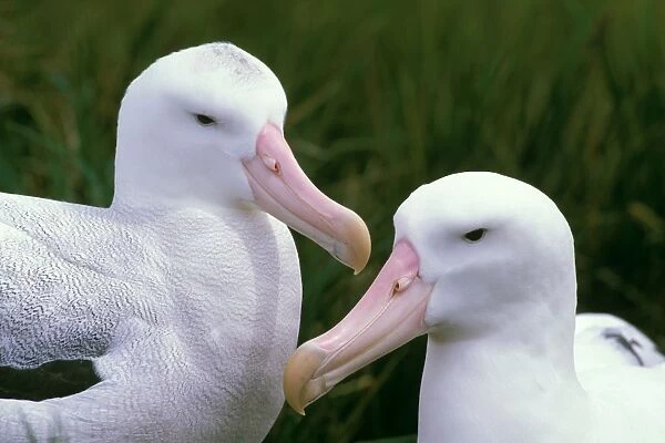 Wandering albatross - Breeding pair - Prion Island - South Georgia - Antarctica JPF42776