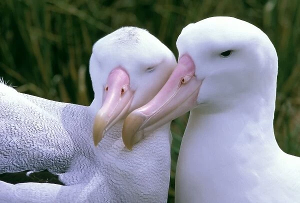 Wandering Albatross - Breeding pair - Prion Island - South Georgia - Antarctica JPF42771