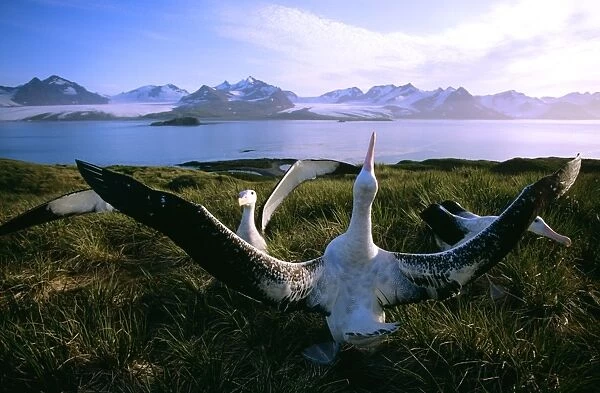 Wandering Albatross - courtship display, Albatross Island, South Georgia, Antarctica, Islands in the southern ocean JPF30628