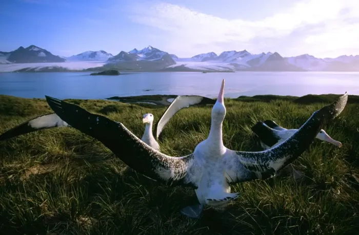 Framed Print : Wandering Albatross - courtship display, Albatross Island, South Georgia, Antarctica, Islands in the southern ocean JPF30628
