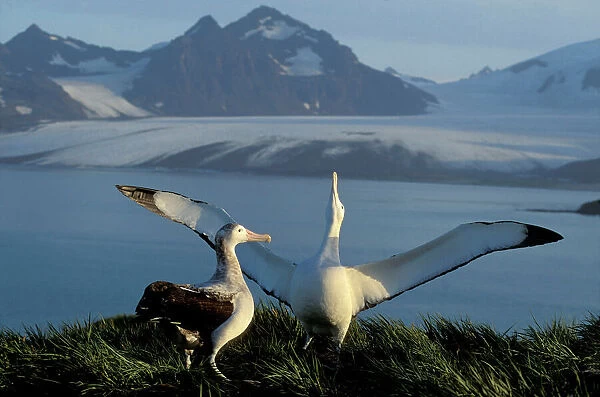 Wandering Albatross - Courtship display