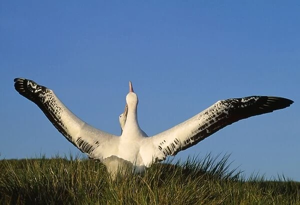 Wandering Albatross - courtship - wings outstretched - Albatross Island - South Georgia