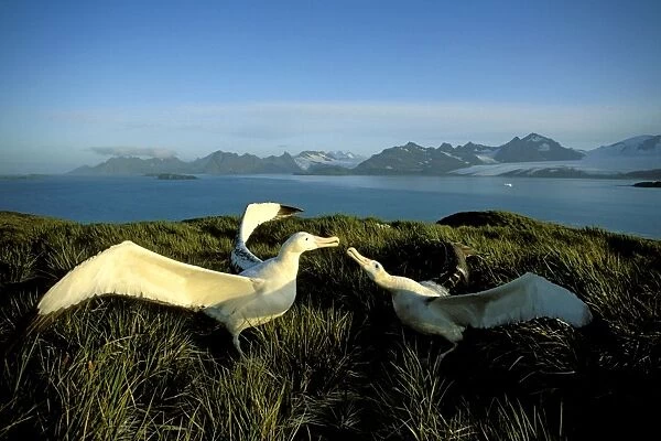 Wandering albatross (Diomedea exulans) courtship display, Albatross Island, South Georgia, Antarctica, Islands in the southern ocean, February JPF30622